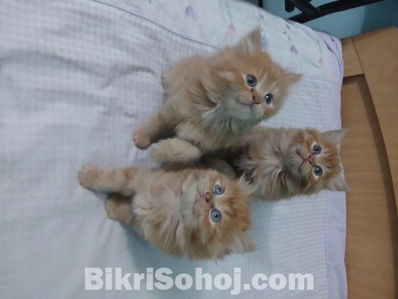 Exotic bloodline & Traditional Persian